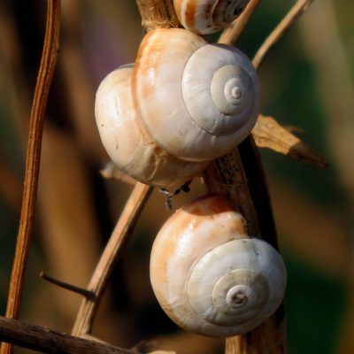 pexels-netlenka-17174433